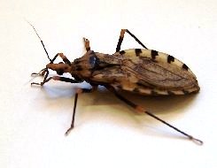 Bug Baits Bug